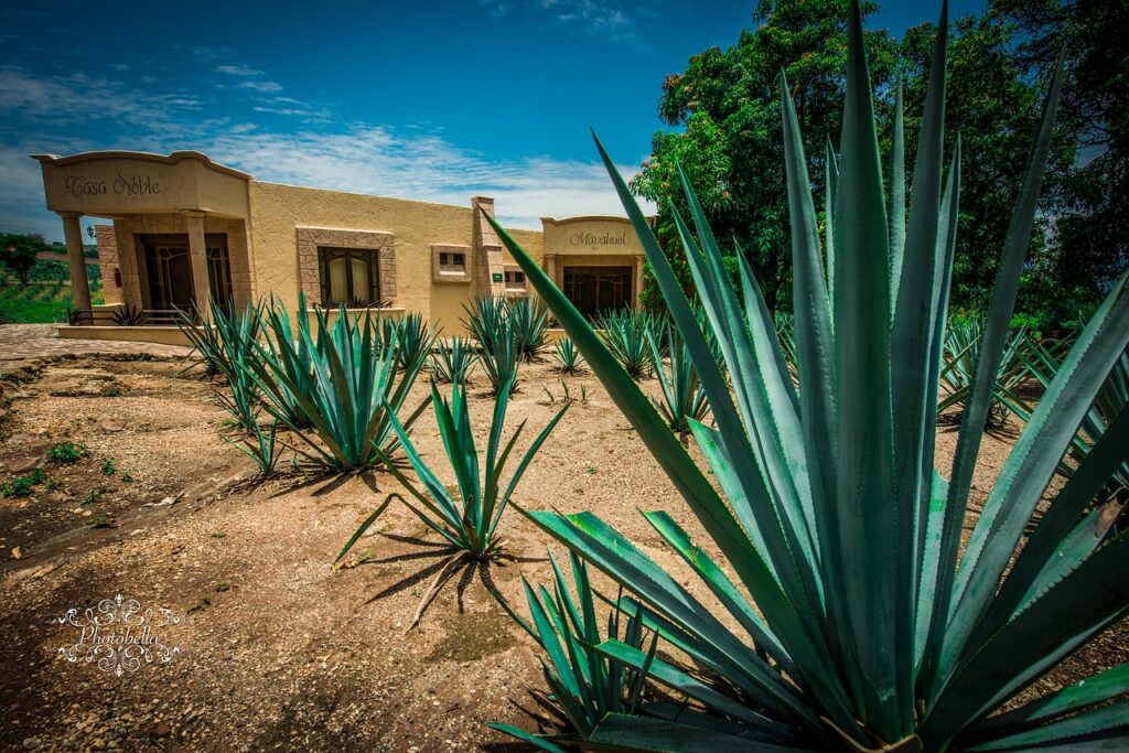 agave, tequila, mexico-1443273.jpg