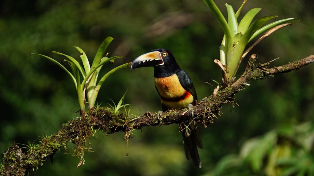 collard araceri, costa rica, rain forest-1021051.jpg